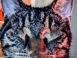 Meine Katze